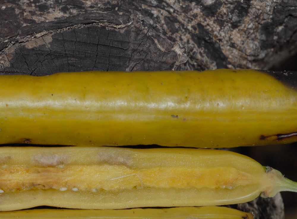 معرفی و راهنمای پرورش درختان میوه - درخت شمع